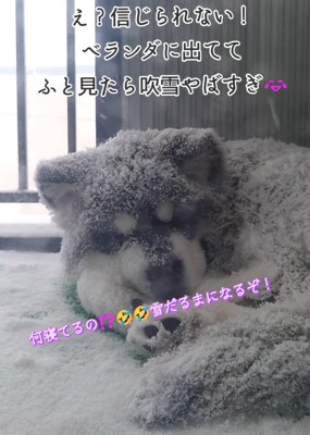 吹雪の中眠る子犬