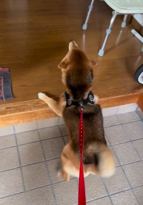 前のめりのはちちゃん