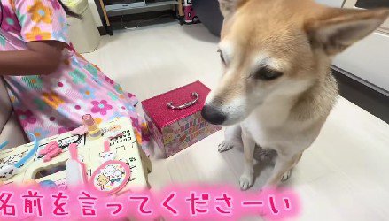可愛らしいカウンセリング