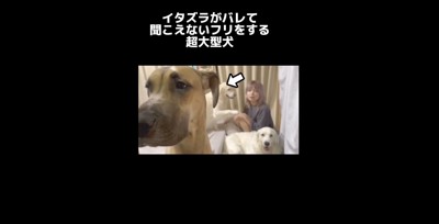 耳だけママの方へ