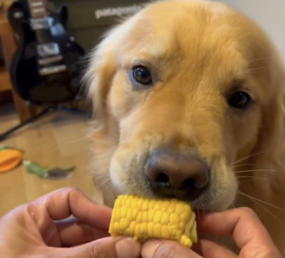 とうもろこしを食べる犬