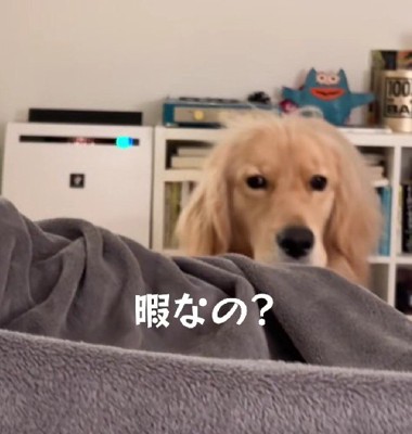 「ベッドに上がりたい」