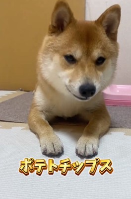 ポテトチップスに反応するはなちゃん