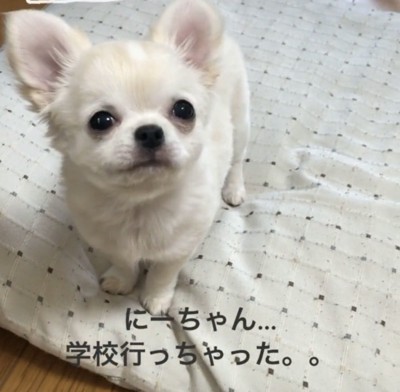 上を見つめる犬
