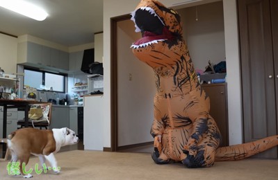 距離をとり様子を見るブルドッグ