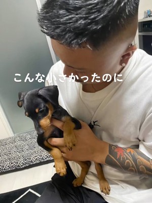 男性の手に収まるミニチュアピンシャーのパピー