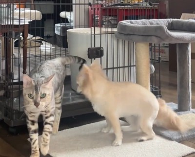 猫が出る横で立ち上がる犬