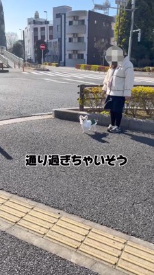 通り過ぎた男性を見つめる犬