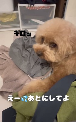 飼い主を睨む犬
