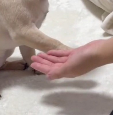 飼い主の手のひらから少し離れたところに前足を置く子犬