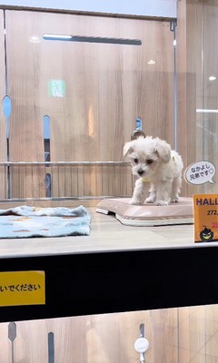 そらちゃんのお耳の変化3