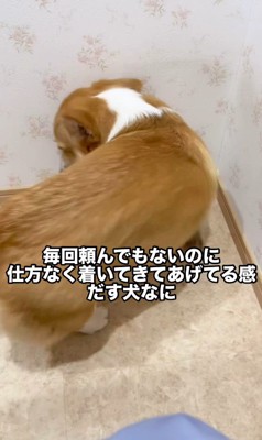 トイレについて来たこまよちゃん