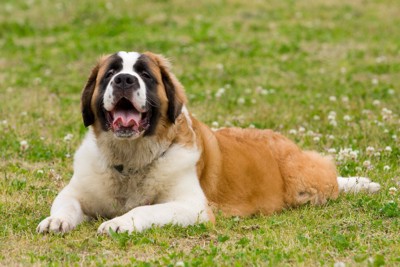 草の上でくつろぐセントバーナード