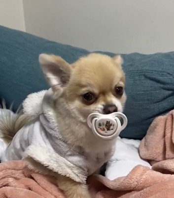 おしゃぶりを離さない犬