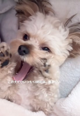 あくびをする犬