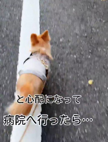 動物病院に連れていくことに