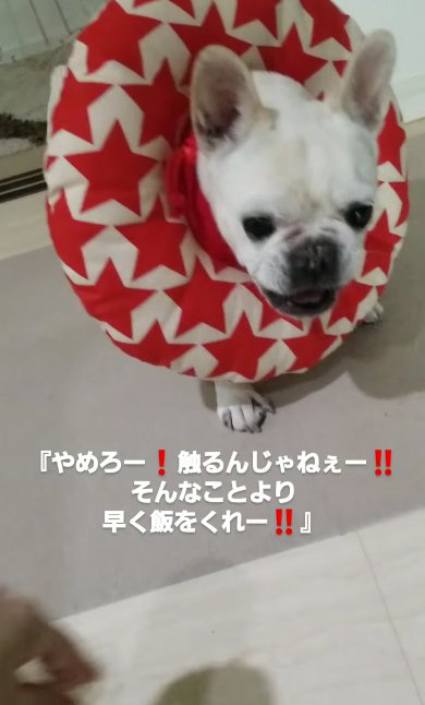 喋るフレンチブルドッグ