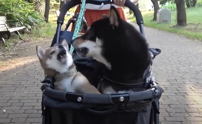 カートに乗った犬達