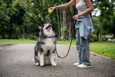 遊んでいる大型犬