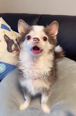 鼻をなぞる投稿主さん