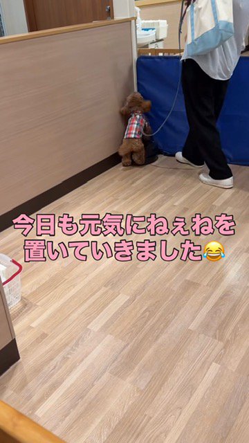 教室の奥へ行ったトイプー