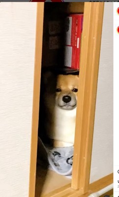 押し入れの中で怯える柴犬
