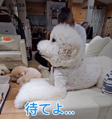 ソファの上で伏せをする犬5