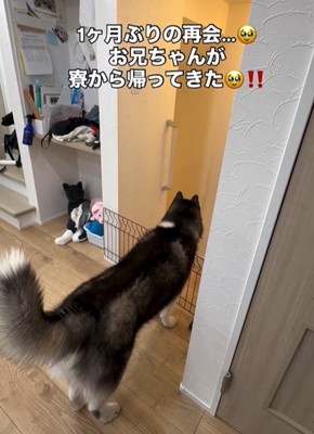 犬の後ろ姿1