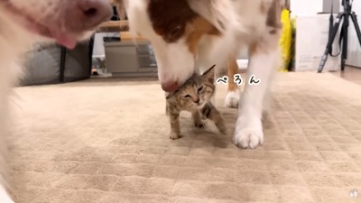 ワンコたちと子猫の再会4