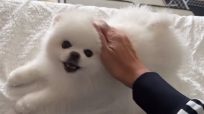 飼い主さんを見るマヨちゃん