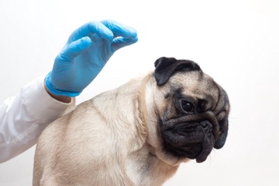 獣医師の手を避ける犬