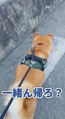 カニに興味津々のスティーブさん4