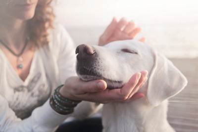 犬の顔周りを撫でる
