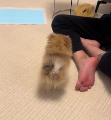 「どう?カンペキでしょ?」