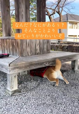 お尻がかわいいりんちゃん