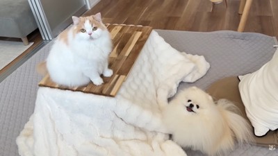 すっかりコタツが気に入った2匹