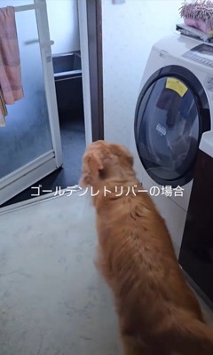 クーちゃんとルナちゃんの反応4