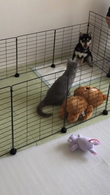 角に追いやられてあくびをする豆柴