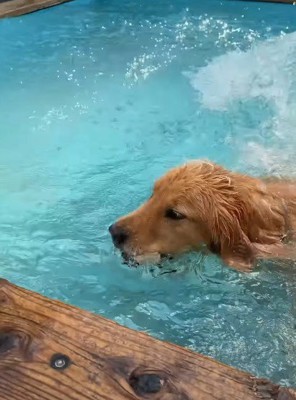 泳ぎ上手な友達犬に…