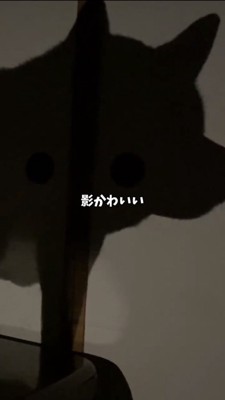 壁に映る犬のシルエット