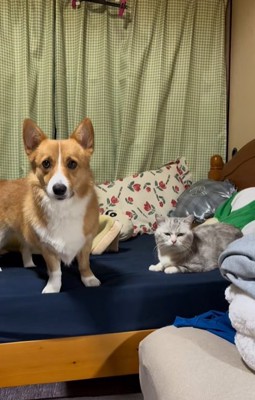 ベッドの上に並ぶコーギーと猫