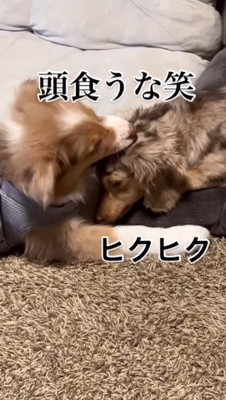 先輩犬の頭を口に咥える子犬