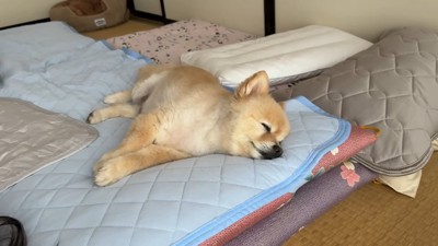 幸せそうなお顔で二度寝