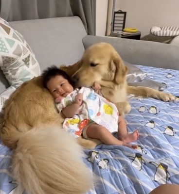 赤ちゃんに顔を寄せる犬