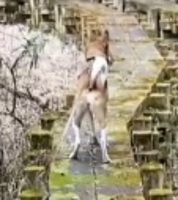 左の遊歩道を歩く立ち耳の犬