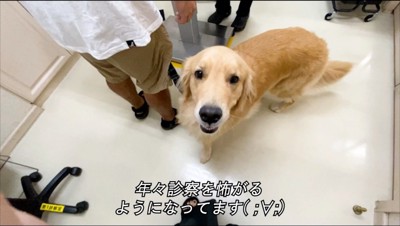 カメラを見上げる犬