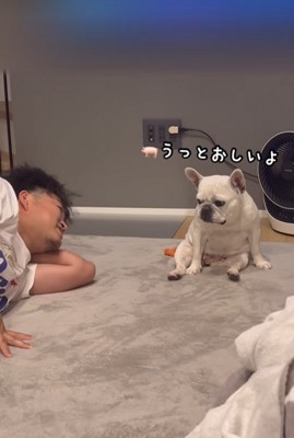 うっとうしがる小型犬