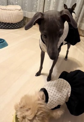 こちらを見る犬