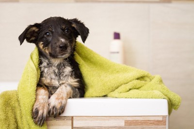 タオルに包まっている濡れた犬