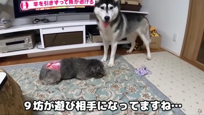 犬の家族ができたよ！